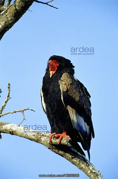 : Bateleur Eagle : Bateleur Eagle