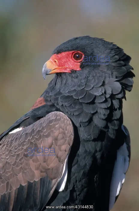 : Bateleur Eagle : Bateleur Eagle