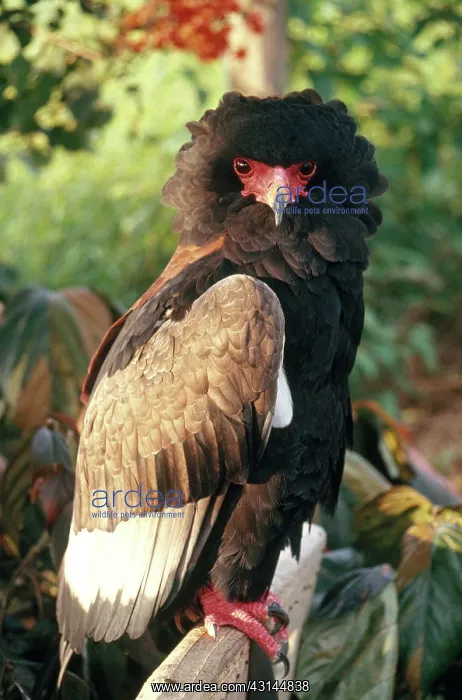  : Bateleur Eagle