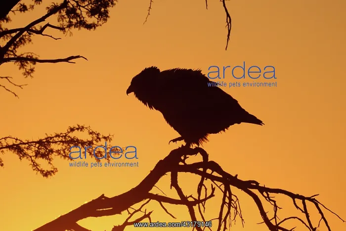 : Bateleur Eagle : Bateleur Eagle