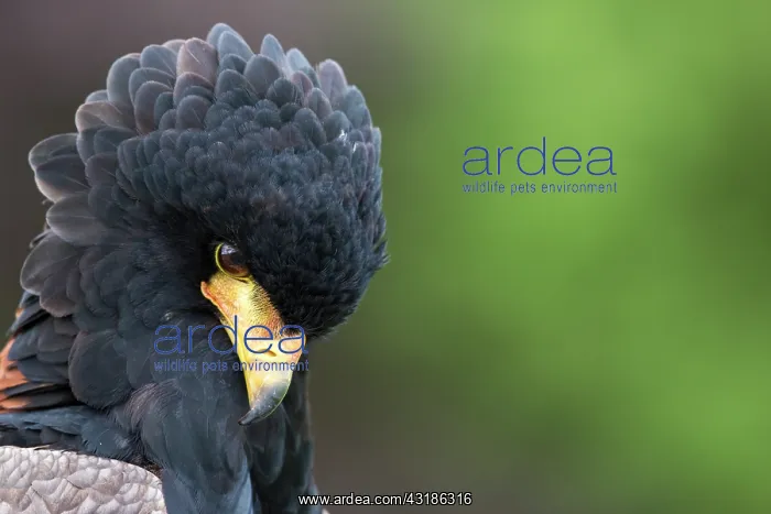 : Bateleur Eagle : Bateleur Eagle