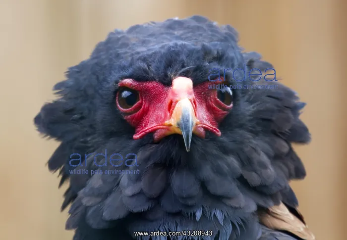 : Bateleur eagle, animal portrait : Bateleur eagle, animal portrait
