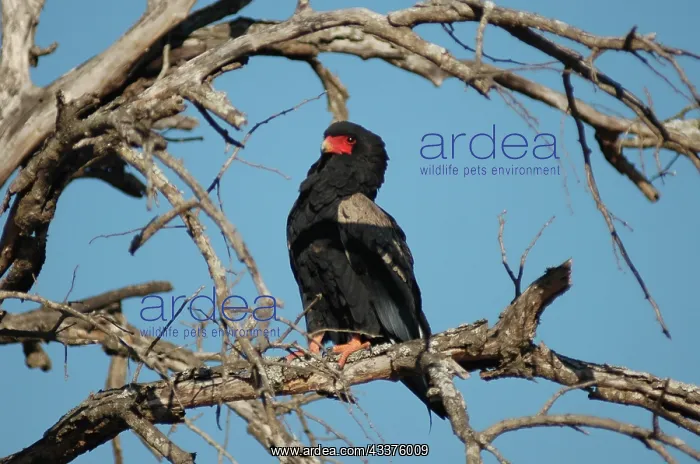 : Bateleur Eagle - Kruger National Park, Mpumalanga : Bateleur Eagle - Kruger National Park, Mpumalanga