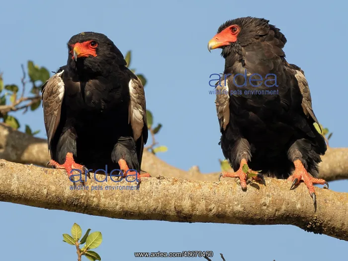 : Bateleur eagle. Serengeti National Park, Tanzania, Africa : Bateleur eagle. Serengeti National Park, Tanzania, Africa