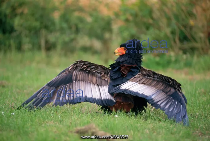 : Bateleur EAGLE - Wings extended : Bateleur EAGLE - Wings extended