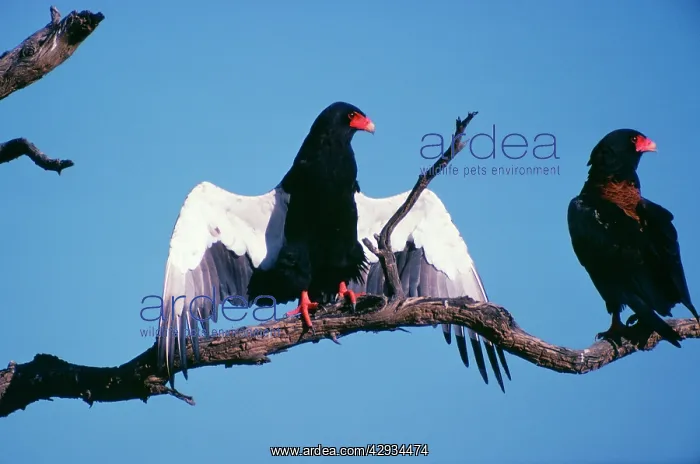 : Bateleur Eagle - with wings outstretched sunning itself : Bateleur Eagle - with wings outstretched sunning itself