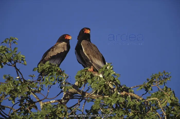 : Bateleur Eagles : Bateleur Eagles