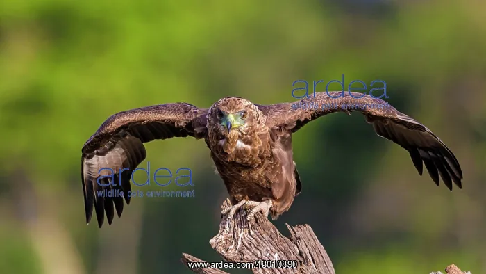 : Bateleur immature Masai Mara National Reserve, Kenya : Bateleur immature Masai Mara National Reserve, Kenya