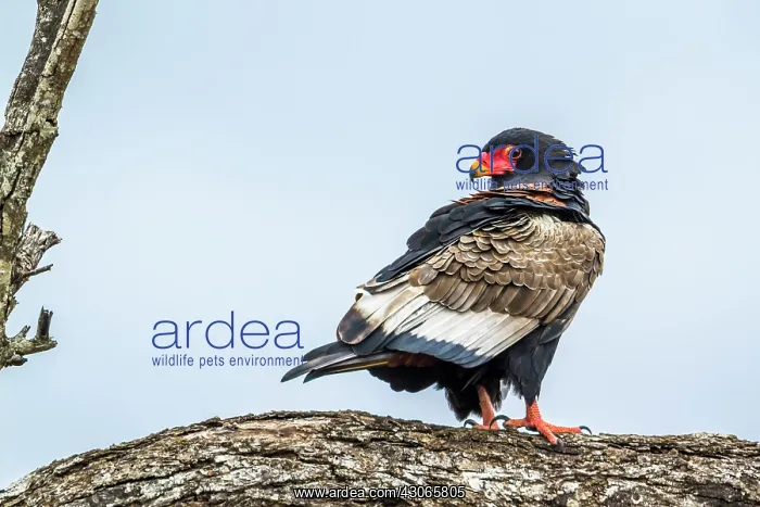 : Bateleur in Kruger National park, South Africa : Bateleur in Kruger National park, South Africa
