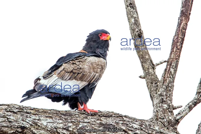 : Bateleur in Kruger National park, South Africa : Bateleur in Kruger National park, South Africa