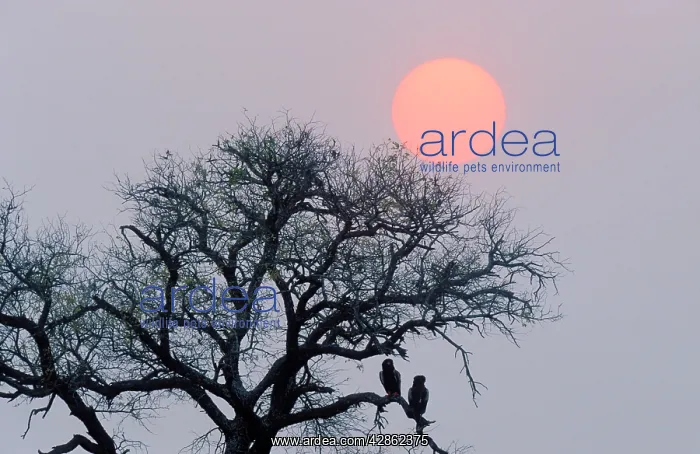 : Bateleur - pair perching on a tree at sunset : Bateleur - pair perching on a tree at sunset