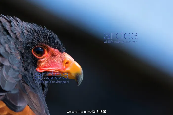 : Bateleur (Terathopius ecaudatus) : Bateleur (Terathopius ecaudatus)