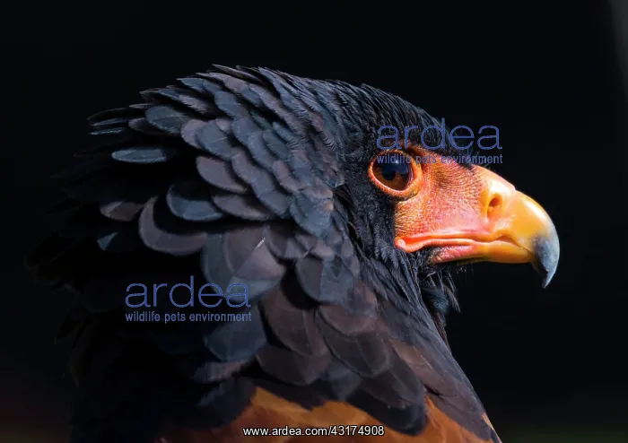 : Bateleur (Terathopius ecaudatus) : Bateleur (Terathopius ecaudatus)