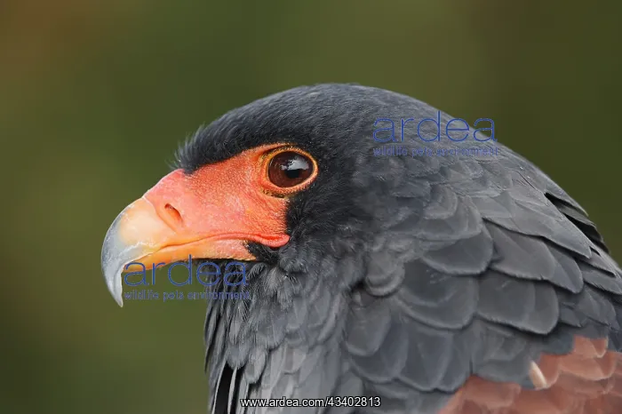 : Bateleur (Terathopius ecaudatus), portrait, captive : Bateleur (Terathopius ecaudatus), portrait, captive