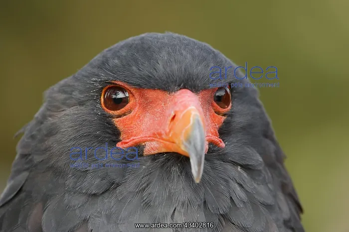 : Bateleur (Terathopius ecaudatus), portrait, captive : Bateleur (Terathopius ecaudatus), portrait, captive