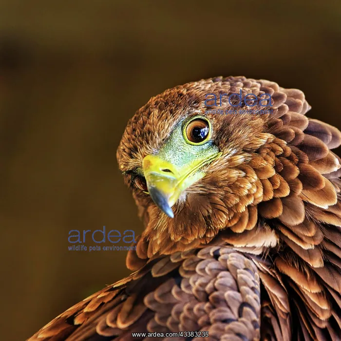 : Bateleur (Terathopius ecaudatus), juvenile, male : Bateleur (Terathopius ecaudatus), juvenile, male