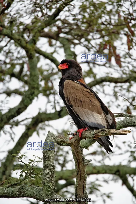  : Bateleur, Terathopius ecaudatus, Serengeti