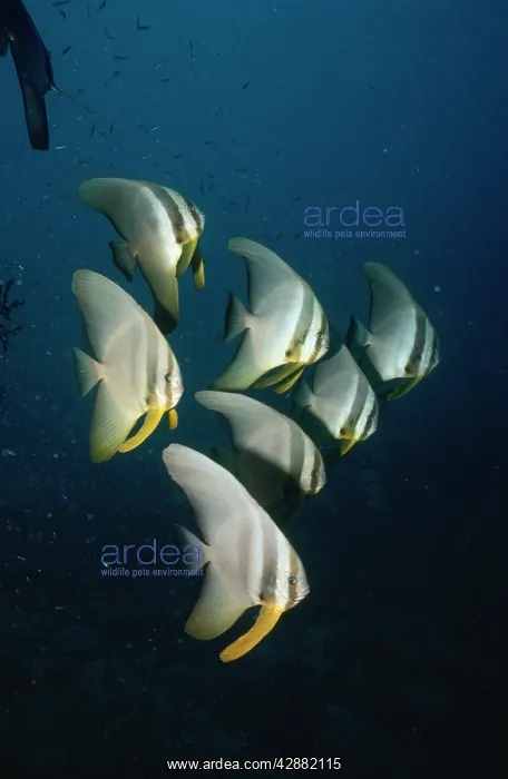 : Batfish (Platax teira). Indo Pacific, Papua New Guinea : Batfish (Platax teira). Indo Pacific, Papua New Guinea