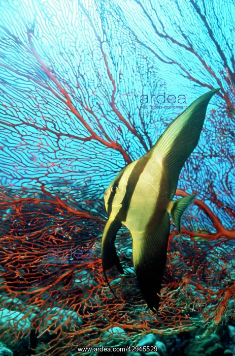 : Batfish - by coral : Batfish - by coral
