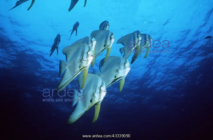 : BATFISH SHOAL : BATFISH SHOAL