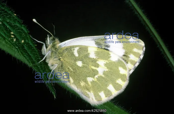  : BATH WHITE BUTTERFLY