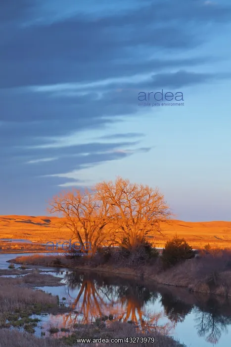 : Bathed in sunset light the Calamus River : Bathed in sunset light the Calamus River