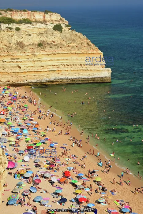 : Many bathers at the beach, Praia da Marinha, South : Many bathers at the beach, Praia da Marinha, South