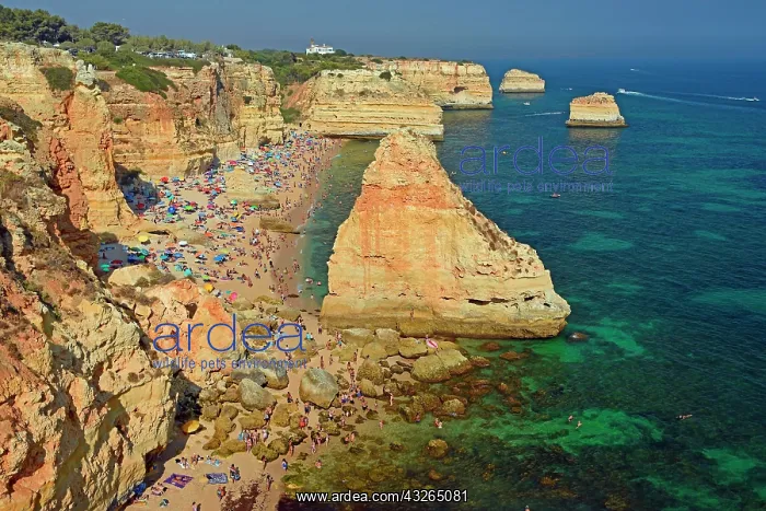 : Many bathers at the beach, Praia da Marinha, South : Many bathers at the beach, Praia da Marinha, South
