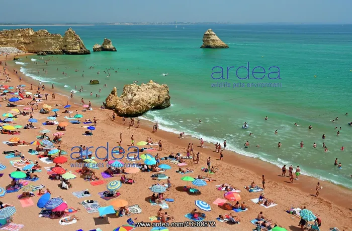 : Many bathers, beach umbrellas, beach Praia Dona : Many bathers, beach umbrellas, beach Praia Dona