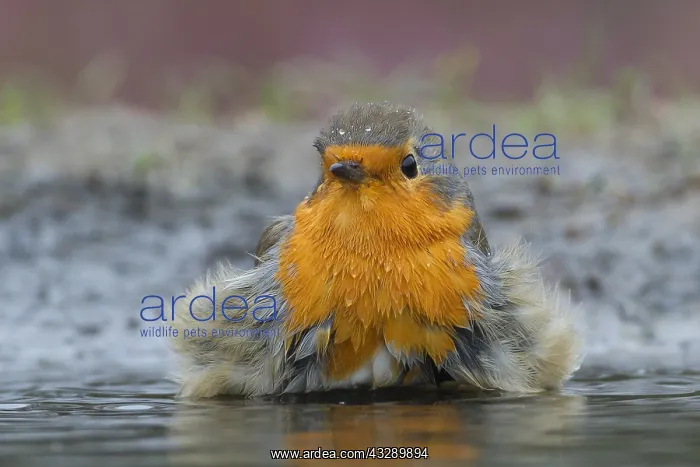 : Bathing European Robin (Erithacus rubecula), th : Bathing European Robin (Erithacus rubecula), th