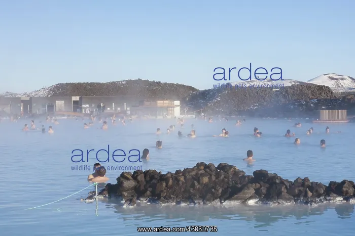 : Bathing in the geothermal spa Blue Lagoon : Bathing in the geothermal spa Blue Lagoon