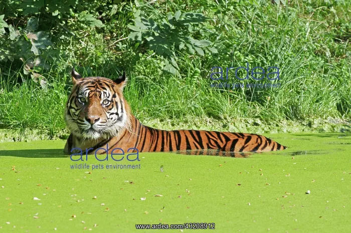 : Bathing Tiger (Panthera tigris) : Bathing Tiger (Panthera tigris)