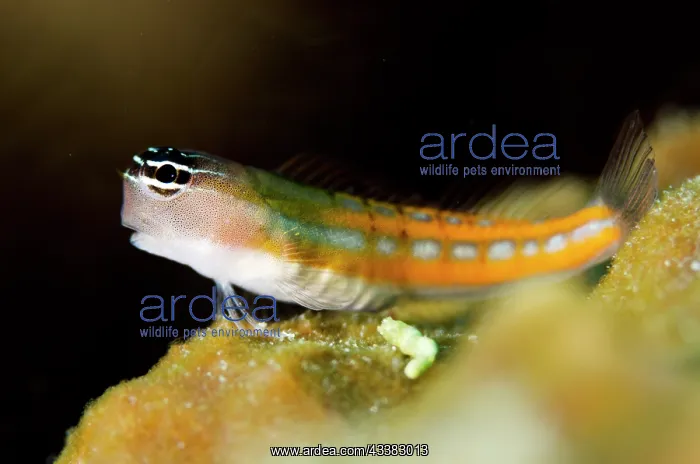 : Bath's Blenny : Bath's Blenny