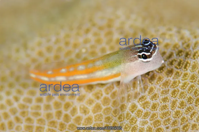 : Bath's Blenny : Bath's Blenny