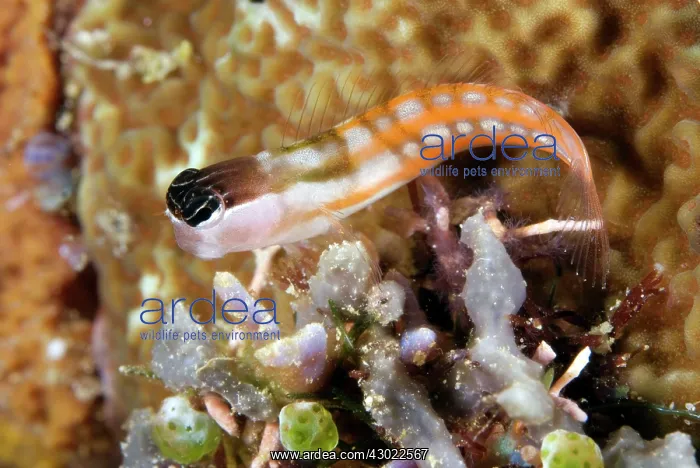: Bath's Blenny on coral : Bath's Blenny on coral
