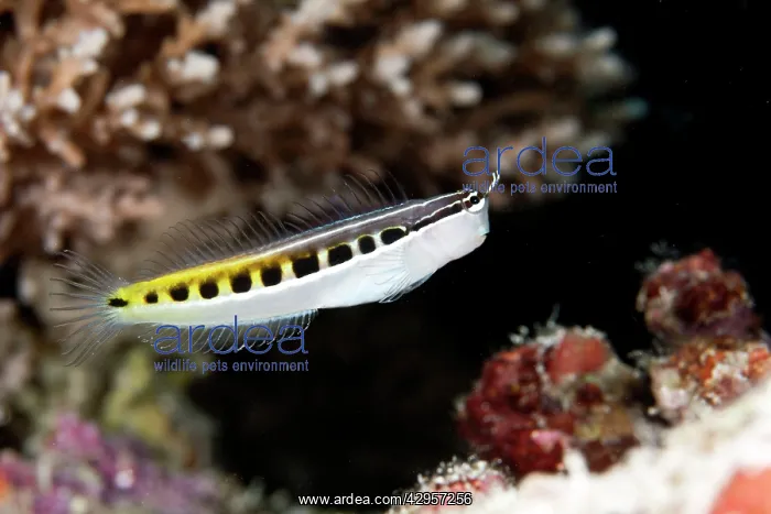 : Bath's Comb-tooth / Linear Blenny : Bath's Comb-tooth / Linear Blenny