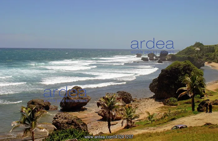 : Bathsheba Beach on the east coast of Barbados : Bathsheba Beach on the east coast of Barbados