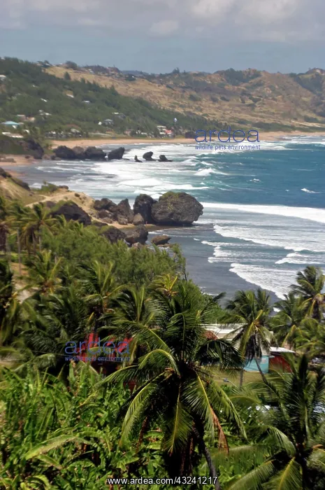 : Bathsheba Beach on the east coast of Barbados : Bathsheba Beach on the east coast of Barbados