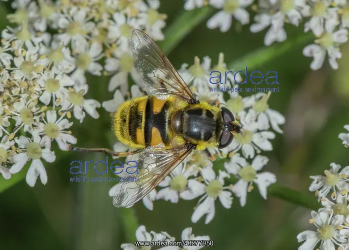 : Batman Hoverfly, Myathropa florea, feeding on Hogweed : Batman Hoverfly, Myathropa florea, feeding on Hogweed