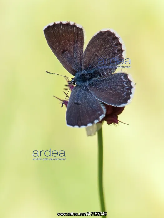 : Baton Blue : Baton Blue