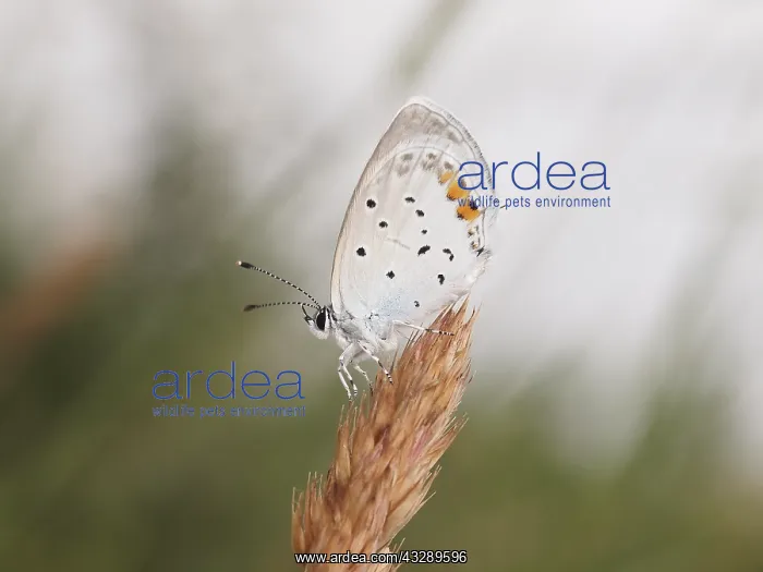  : Baton Blue (Pseudophilotes baton) resting in th