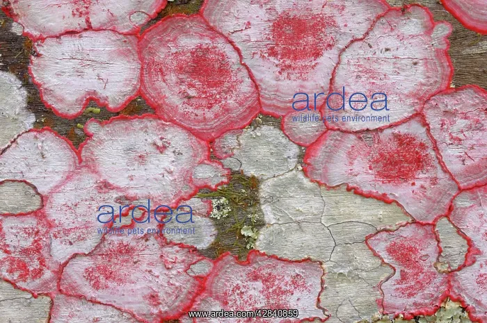 : Baton Rouge Lichen : Baton Rouge Lichen