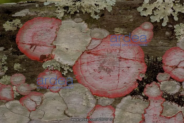 : Baton-rouge lichen on wood : Baton-rouge lichen on wood