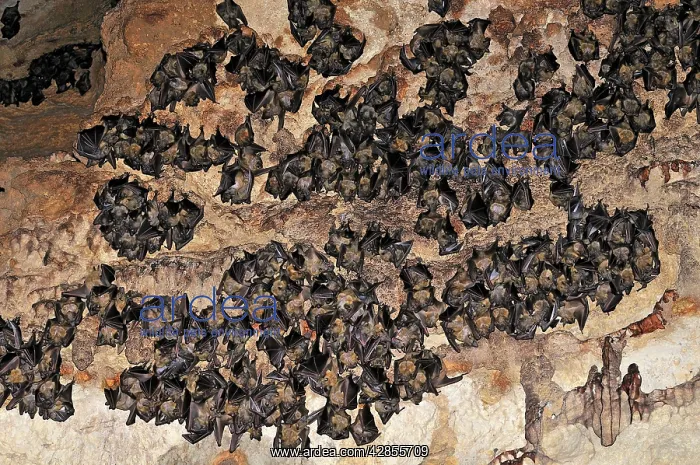 : Bats - inside Ankarana cave : Bats - inside Ankarana cave