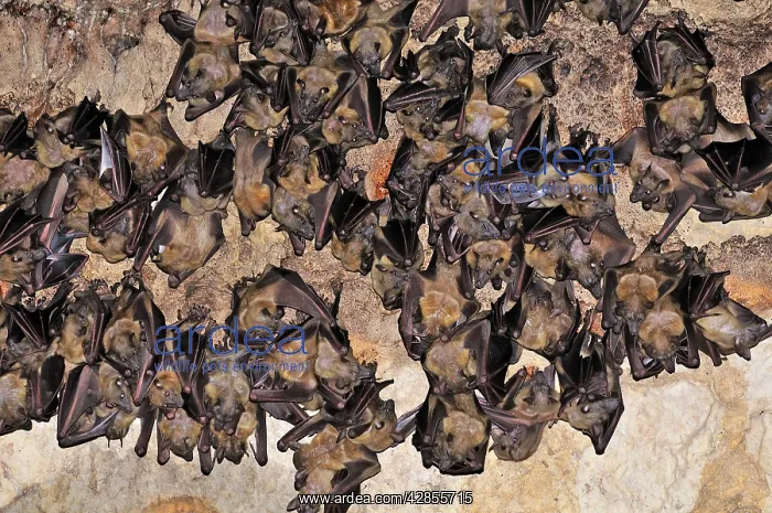 : Bats - inside Ankarana cave : Bats - inside Ankarana cave