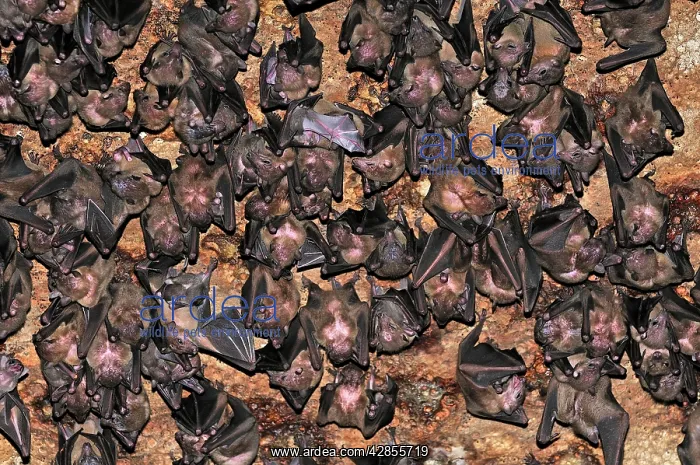 : Bats - inside Ankarana cave : Bats - inside Ankarana cave
