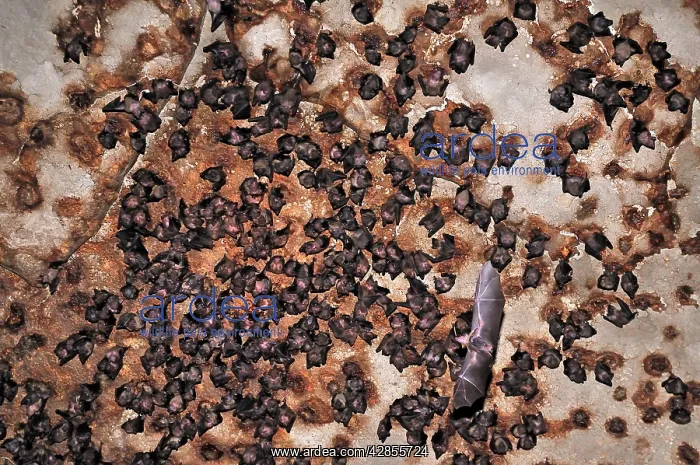 : Bats - inside Ankarana cave : Bats - inside Ankarana cave
