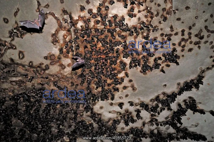 : Bats - inside Ankarana cave : Bats - inside Ankarana cave