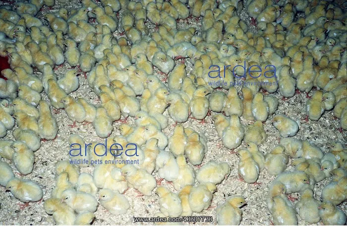 : BATTERY CHICKENS - mass, 1 day old : BATTERY CHICKENS - mass, 1 day old