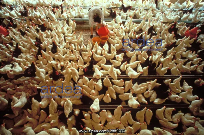 : Battery Hens : Battery Hens
